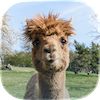 Alpaca Jigsaw Puzzle